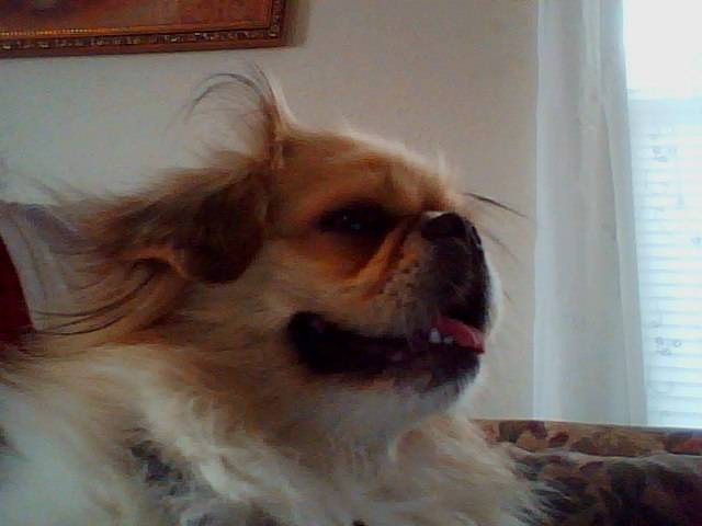 Chopper - Pékinois Mâle (6 ans)
