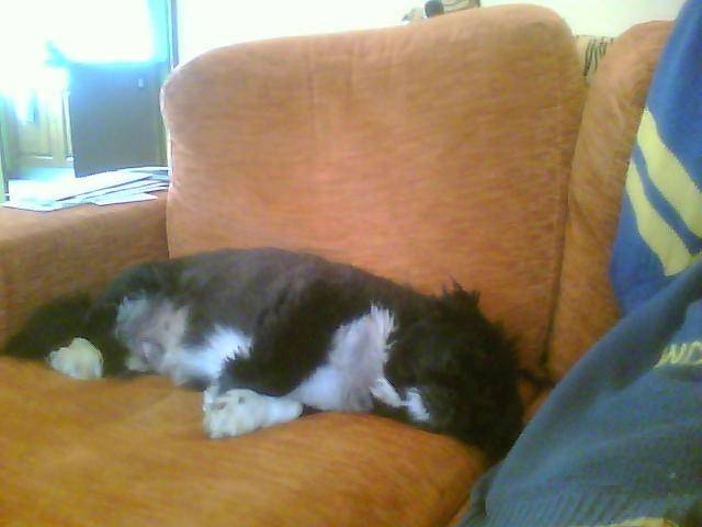 Daisy - Pékinois