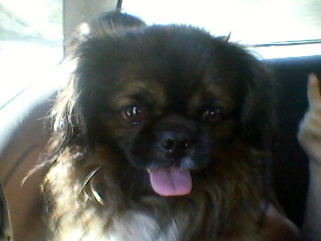 Wallíe - Pékinois Mâle (5 mois)