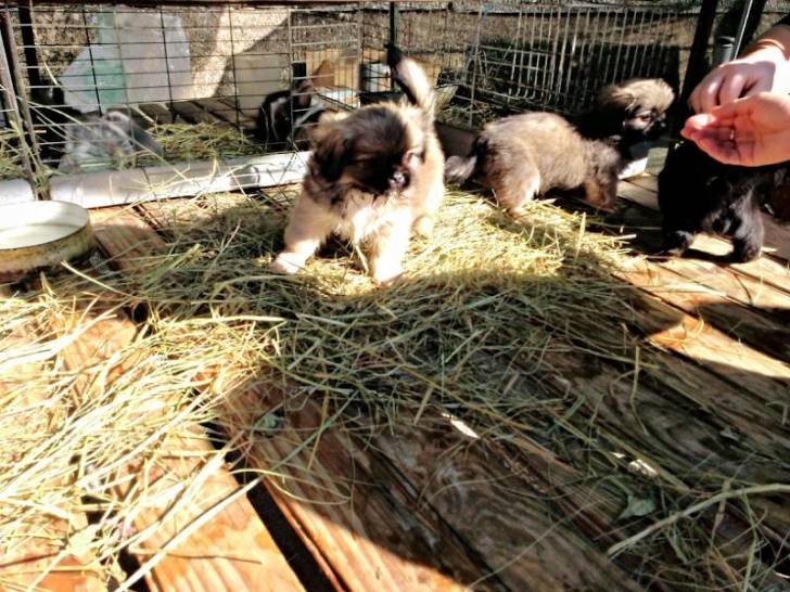 Pekinesen Welpen - Pékinois