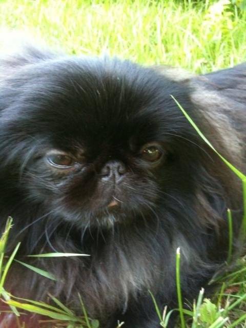 pékinoise ELYSE - Pékinois