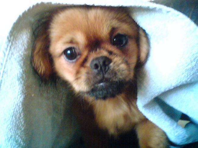 Louna chiot p&eacute;kinois - P&eacute;kinois