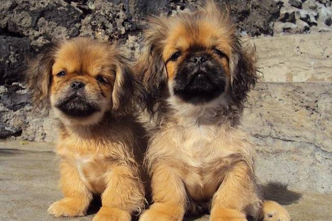 Kappa et Samy pékinois de 5 mois - Pékinois (5 mois)