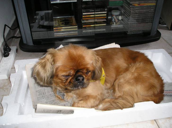 Benji - Pékinois Mâle (2 ans)