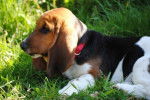 Griotte, Basset-Hound - Basset Hound