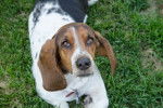 Photo Basset Hound