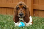 Photo Basset Hound