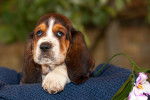 Photo Basset Hound