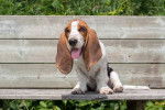 Photo Basset Hound