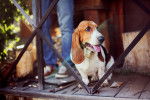 Photo Basset Hound