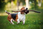 Photo Basset Hound