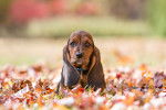 Photo Basset Hound