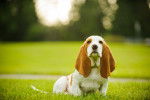 Photo Basset Hound