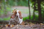 Photo Basset Hound
