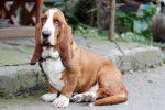 Photo Basset Hound