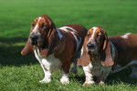 Photo Basset Hound