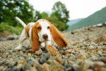Photo Basset Hound