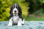 Photo Basset Hound