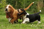 Deux Bassets Hounds marchent dans un jardin