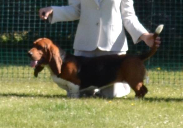 Diamond - Basset Hound (2 ans)