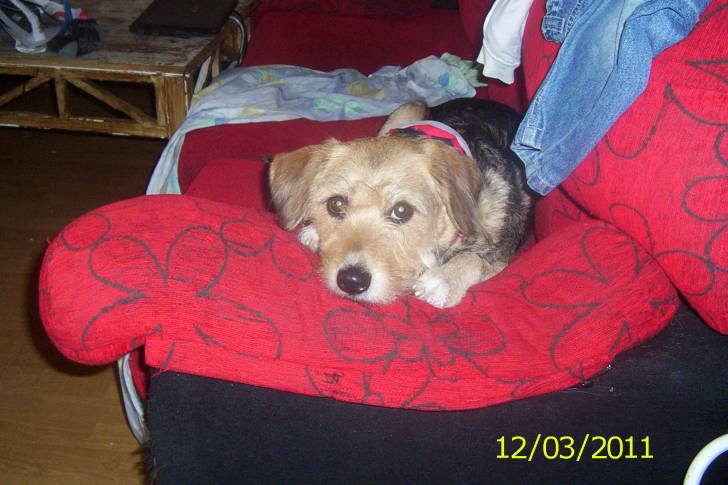 xena - Basset Hound (2 ans)