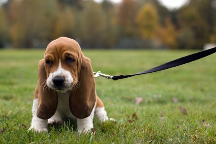 Canela - Basset Hound (9 mois)