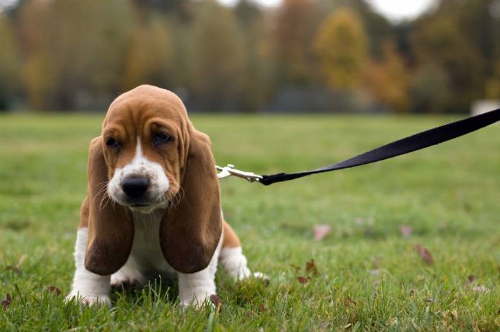 dagober - Basset Hound Mâle (1 an)