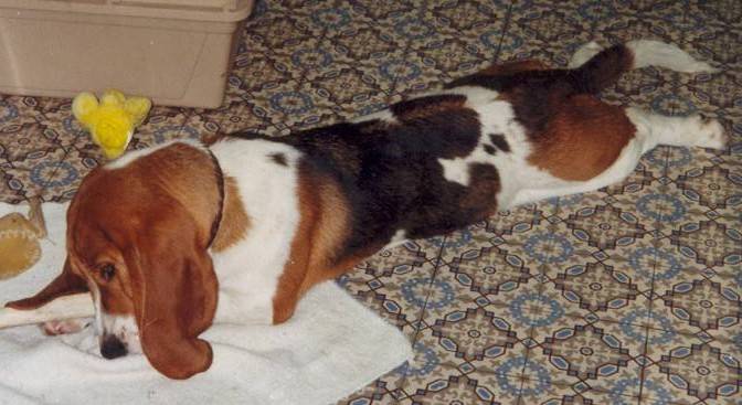Urti tout en longueur - Basset Hound (2 ans)