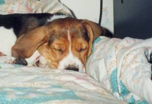 Urti bébé - Basset Hound (2 mois)