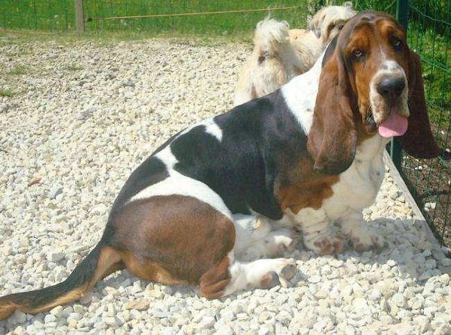 Constable MacArthur de la Clé du Verne - Basset Hound
