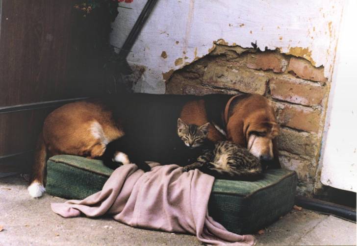 Photo Basset Hound