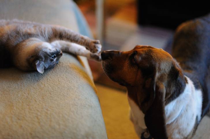 Photo Basset Hound