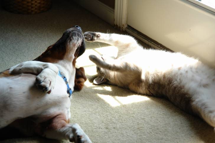 Photo Basset Hound