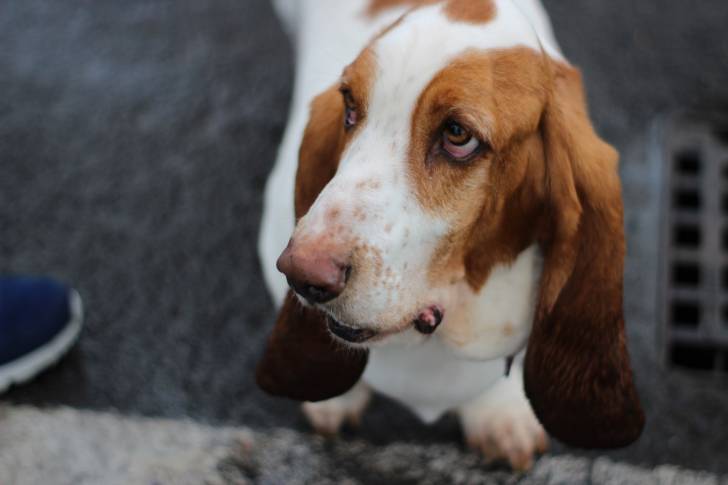 Photo Basset Hound