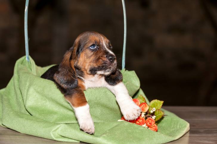 Photo Basset Hound