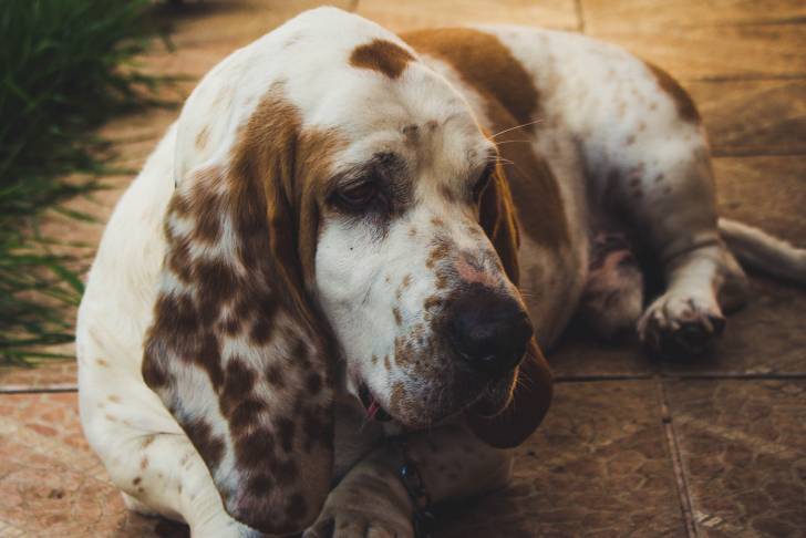 Photo Basset Hound