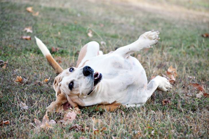 Photo Basset Hound