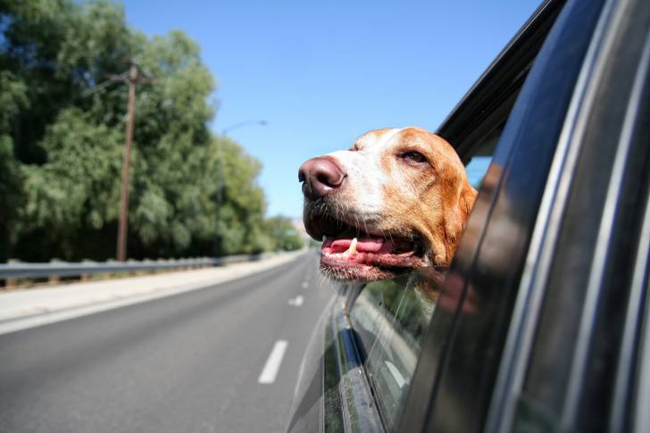 Photo Basset Hound