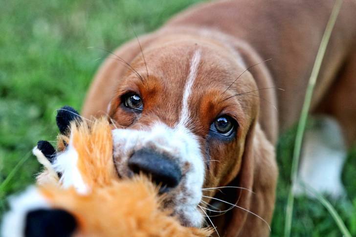 Photo Basset Hound