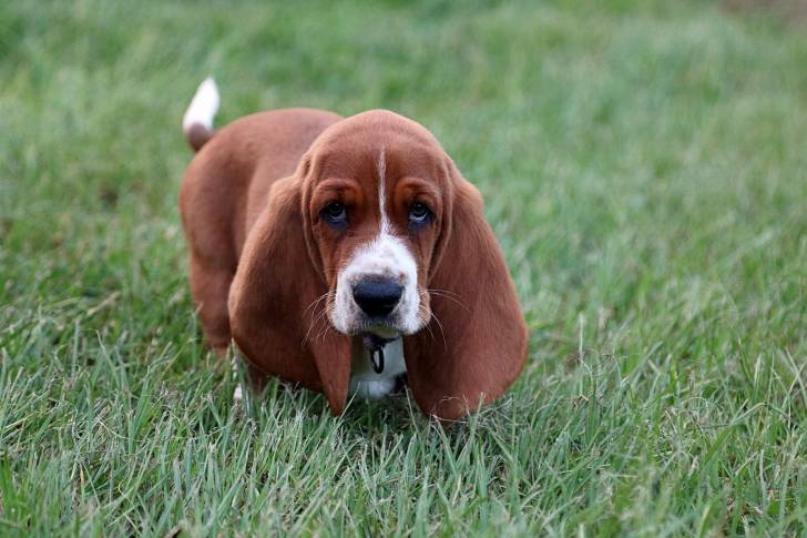 Photo Basset Hound