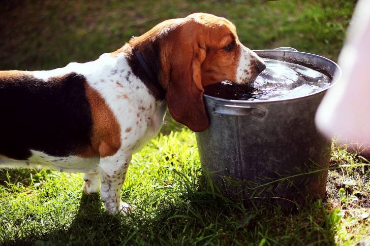 Photo Basset Hound