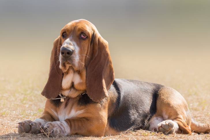 Un Basset Hound allongé dans l'herbe d'un parc