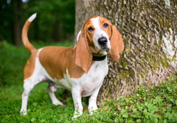 Photo Basset Hound