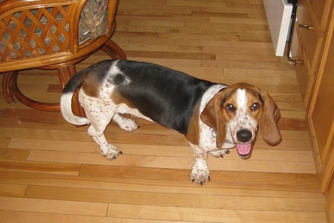 maggy - Basset Hound (1 an)
