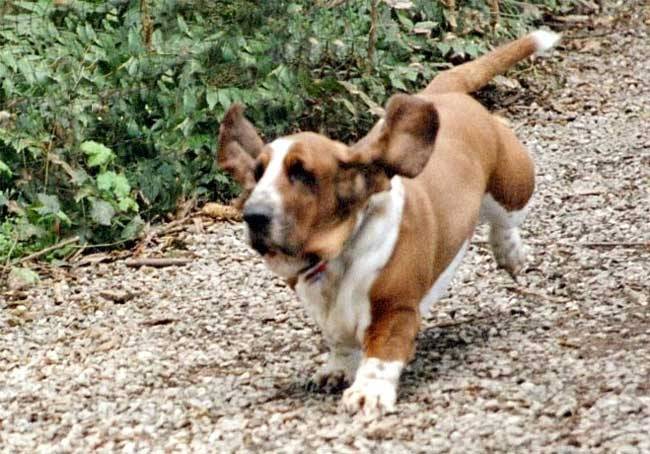 zelda - Basset Hound (11 ans)