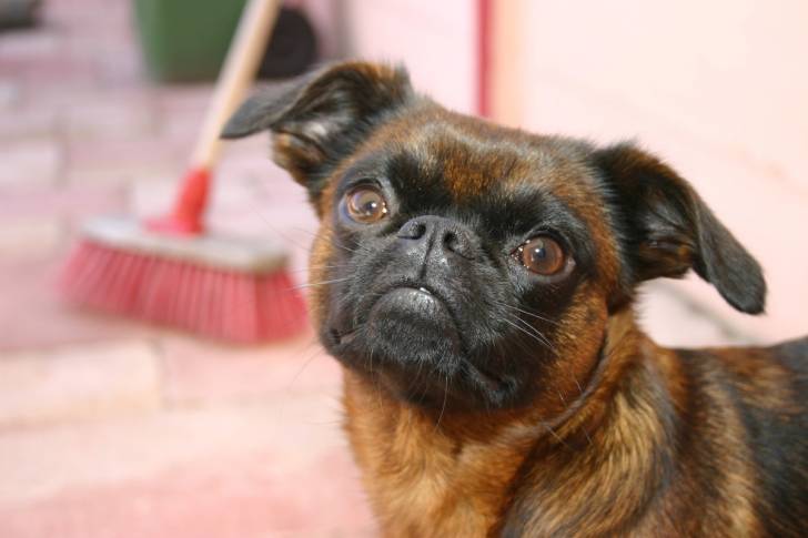 Tête d'un Petit Brabançon