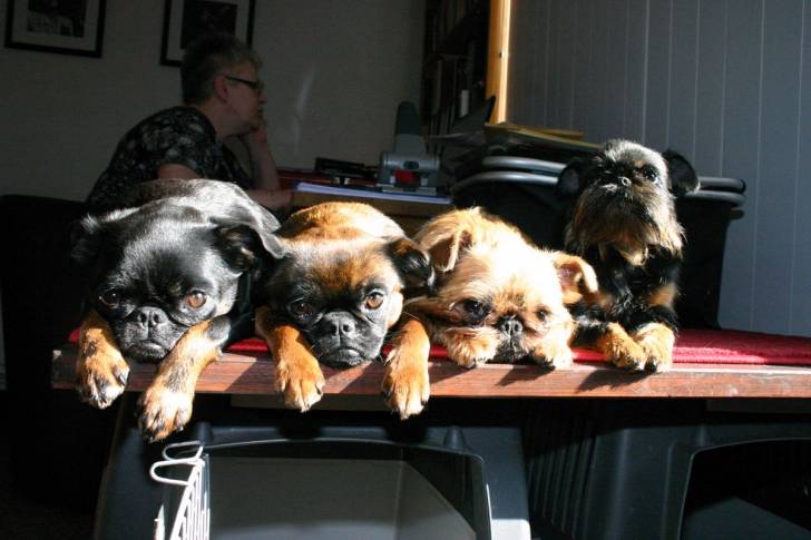 Photo Petit Brabançon