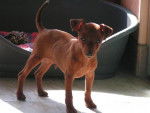 AMIRAL II - PINSCHER NAIN fauve - Pinscher Nain