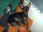 klein pinscher nain - Pinscher Nain