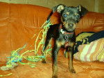 pinscher nain,skrapy-doo 5 mois - Pinscher Nain (5 mois)